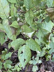 Melioides
