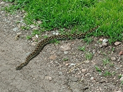 Crotalus polystictus
