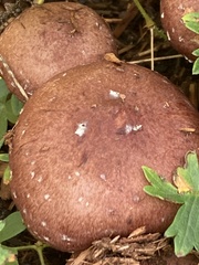 Stropharia rugosoannulata