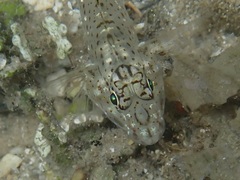Fusigobius