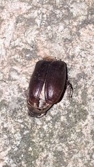 Phyllophaga