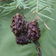 Taxodiomyia cupressiananassa