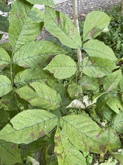 Melioides