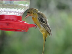 Icterus cucullatus