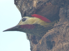 Colaptes melanochloros