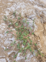 Oxybasis chenopodioides