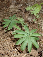Lupinus perennis