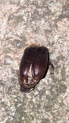 Phyllophaga