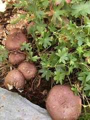 Stropharia rugosoannulata