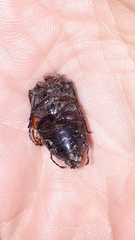 Phyllophaga