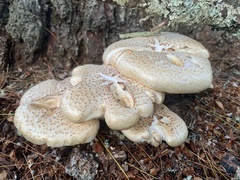 Neolentinus