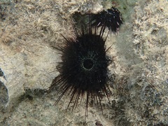 Echinostrephus