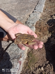 Bufo spinosus