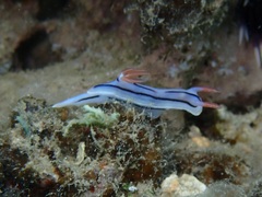 Chromodoris lochi
