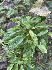 Melioides