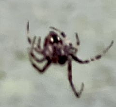 Araneus nordmanni