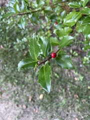 Ilex aquifolium