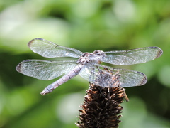 Libellula vibrans
