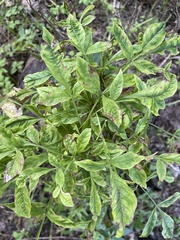 Melioides