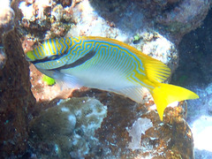 Siganus doliatus