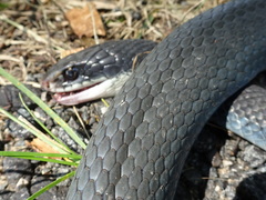 Coluber constrictor foxii