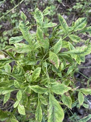 Melioides