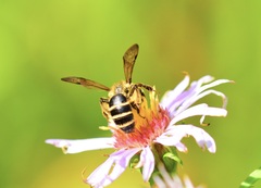 Cnemidandrena