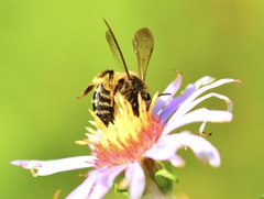 Cnemidandrena