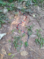 Micrurus corallinus