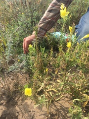 Oenothera rhombipetala