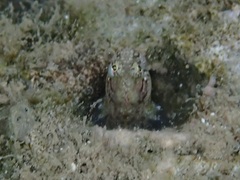 Blenniidae