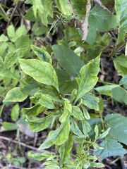 Melioides