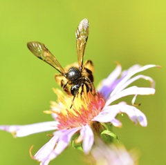 Cnemidandrena