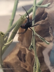 Latrodectus