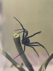 Latrodectus