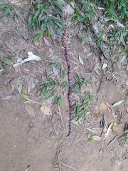 Micrurus corallinus