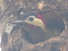 Colaptes melanochloros