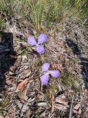 Patersonia