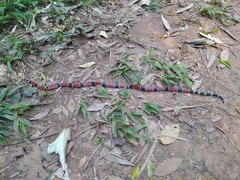 Micrurus corallinus