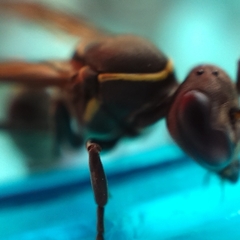 Mischocyttarus mexicanus