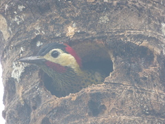 Colaptes melanochloros
