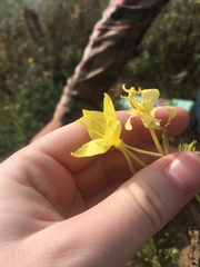 Oenothera rhombipetala