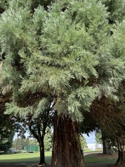 Sequoiadendron