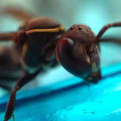 Mischocyttarus mexicanus