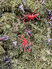 Agriosphodrus dohrni