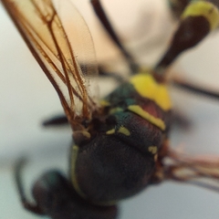 Mischocyttarus mexicanus