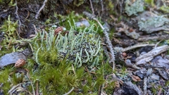 Cladonia squamosa