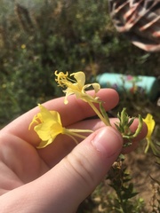 Oenothera rhombipetala
