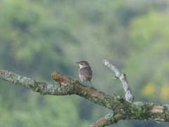 Phacellodomus rufifrons