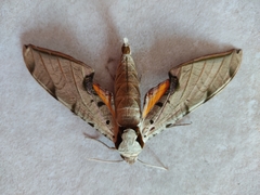 Protambulyx strigilis